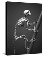 Primate Skeleton on Display-Henry Horenstein-Stretched Canvas