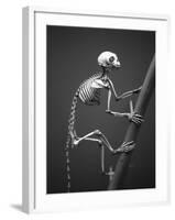 Primate Skeleton on Display-Henry Horenstein-Framed Photographic Print