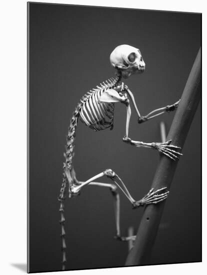 Primate Skeleton on Display-Henry Horenstein-Mounted Photographic Print