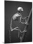 Primate Skeleton on Display-Henry Horenstein-Mounted Photographic Print