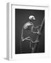 Primate Skeleton on Display-Henry Horenstein-Framed Photographic Print