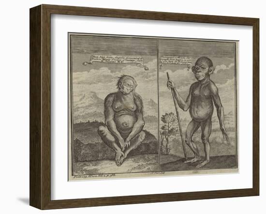 Primates from Angola-null-Framed Giclee Print