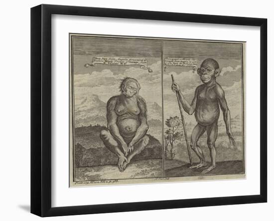 Primates from Angola-null-Framed Giclee Print