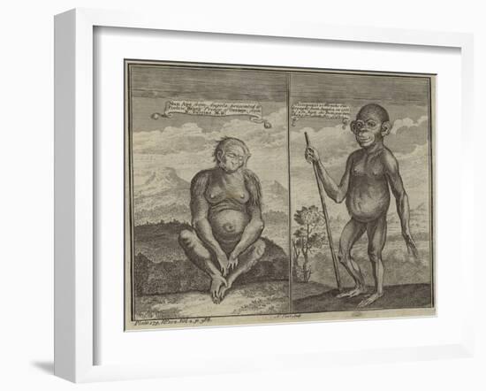 Primates from Angola-null-Framed Giclee Print