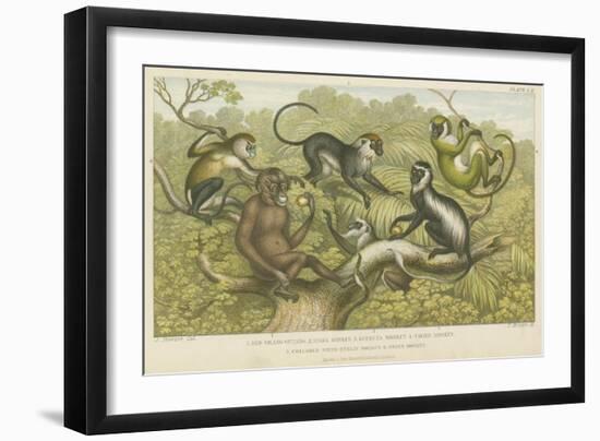 Primates-null-Framed Giclee Print
