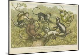 Primates-null-Mounted Giclee Print