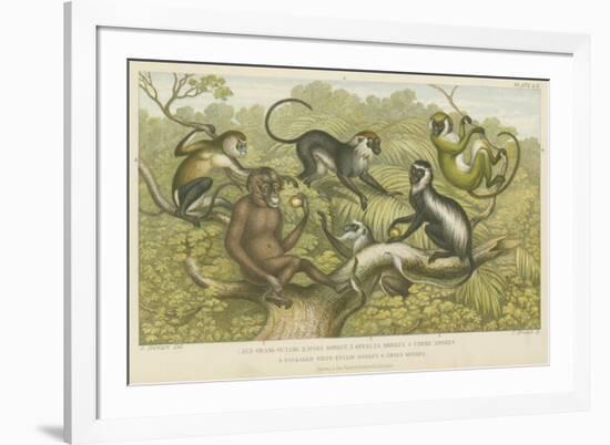 Primates-null-Framed Giclee Print