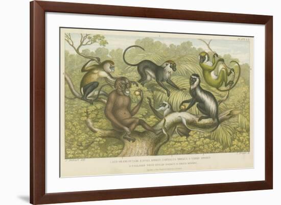 Primates-null-Framed Giclee Print