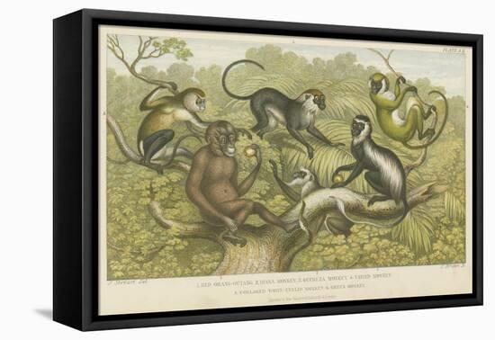 Primates-null-Framed Stretched Canvas