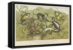 Primates-null-Framed Stretched Canvas