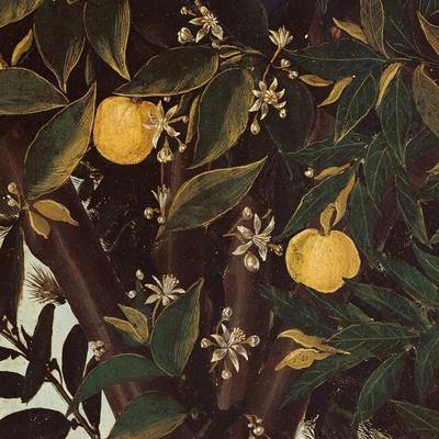 https://imgc.allpostersimages.com/img/posters/primavera-oranges-and-blossoms_u-L-Q1HX4UK0.jpg?artPerspective=n