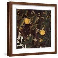 Primavera, Oranges and  blossoms-Sandro Botticelli-Framed Art Print