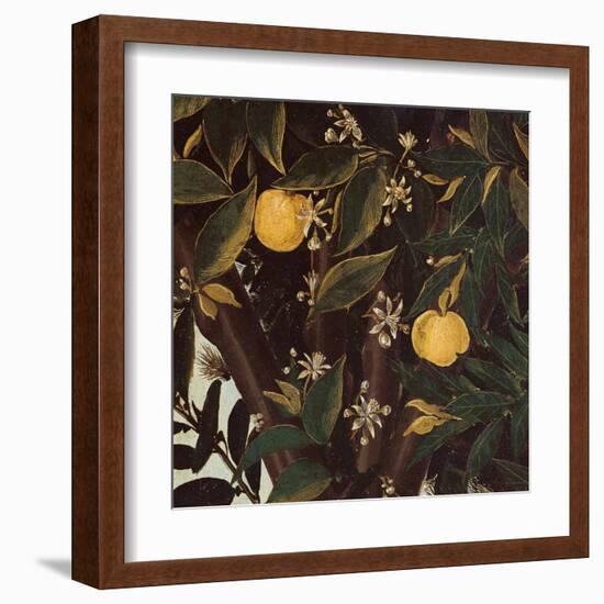 Primavera, Oranges and  blossoms-Sandro Botticelli-Framed Art Print