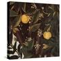 Primavera, Oranges and  blossoms-Sandro Botticelli-Stretched Canvas