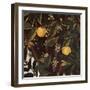 Primavera, Oranges and  blossoms-Sandro Botticelli-Framed Art Print