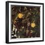 Primavera, Oranges and  blossoms-Sandro Botticelli-Framed Art Print