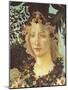 Primavera-Sandro Botticelli-Mounted Giclee Print