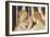 Primavera-Sandro Botticelli-Framed Giclee Print