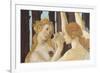 Primavera-Sandro Botticelli-Framed Giclee Print