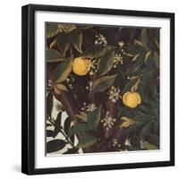 Primavera-Sandro Botticelli-Framed Giclee Print