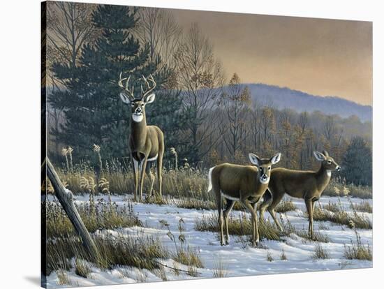 Prime Time - Whitetail Deer-Wilhelm Goebel-Stretched Canvas