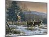 Prime Time - Whitetail Deer-Wilhelm Goebel-Mounted Giclee Print