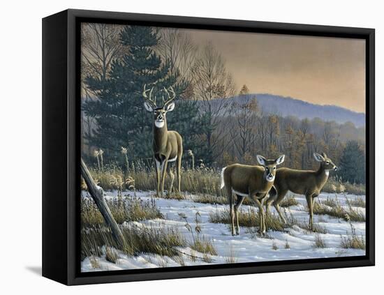 Prime Time - Whitetail Deer-Wilhelm Goebel-Framed Stretched Canvas