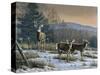 Prime Time - Whitetail Deer-Wilhelm Goebel-Stretched Canvas