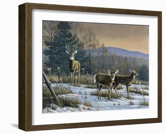 Prime Time - Whitetail Deer-Wilhelm Goebel-Framed Giclee Print