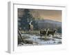 Prime Time - Whitetail Deer-Wilhelm Goebel-Framed Giclee Print