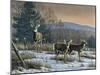 Prime Time - Whitetail Deer-Wilhelm Goebel-Mounted Giclee Print