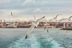 Seagull Istanbul, Bosporus, Turkey. Seagull Flying over the Sea , against the Backdrop of the City-PrimePhoto-Photographic Print