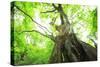 Primeval Forest of Chestnut Tree-tamikosan-Stretched Canvas