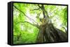 Primeval Forest of Chestnut Tree-tamikosan-Framed Stretched Canvas