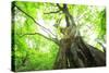 Primeval Forest of Chestnut Tree-tamikosan-Stretched Canvas