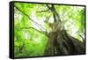 Primeval Forest of Chestnut Tree-tamikosan-Framed Stretched Canvas
