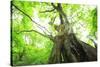 Primeval Forest of Chestnut Tree-tamikosan-Stretched Canvas