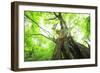 Primeval Forest of Chestnut Tree-tamikosan-Framed Photographic Print