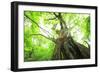 Primeval Forest of Chestnut Tree-tamikosan-Framed Photographic Print