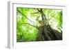 Primeval Forest of Chestnut Tree-tamikosan-Framed Photographic Print