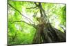 Primeval Forest of Chestnut Tree-tamikosan-Mounted Photographic Print