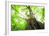 Primeval Forest of Chestnut Tree-tamikosan-Framed Photographic Print