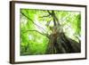 Primeval Forest of Chestnut Tree-tamikosan-Framed Photographic Print