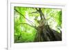 Primeval Forest of Chestnut Tree-tamikosan-Framed Photographic Print