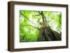 Primeval Forest of Chestnut Tree-tamikosan-Framed Photographic Print