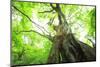 Primeval Forest of Chestnut Tree-tamikosan-Mounted Photographic Print