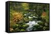 Primeval Forest with Brook in Autumn-null-Framed Stretched Canvas