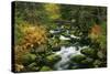 Primeval Forest with Brook in Autumn-null-Stretched Canvas