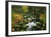 Primeval Forest with Brook in Autumn-null-Framed Photographic Print