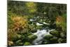 Primeval Forest with Brook in Autumn-null-Mounted Photographic Print